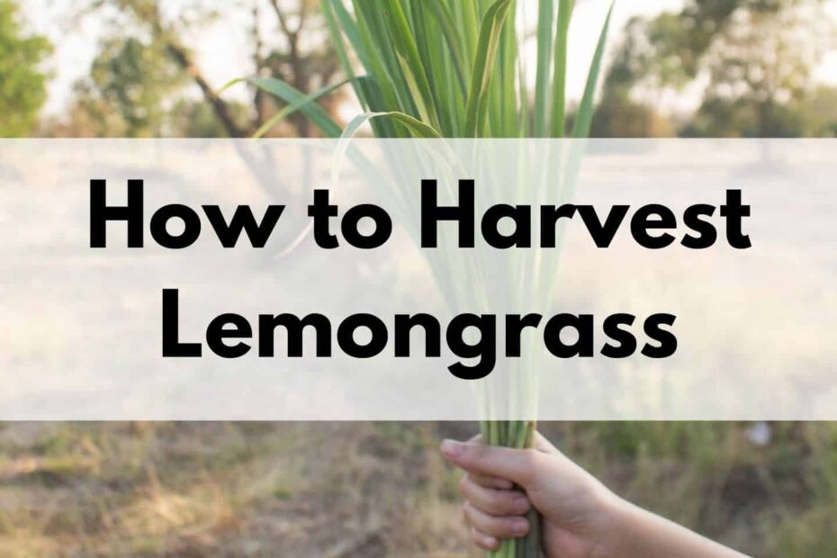 How to Harvest Lemongrass Without Killing the Plant