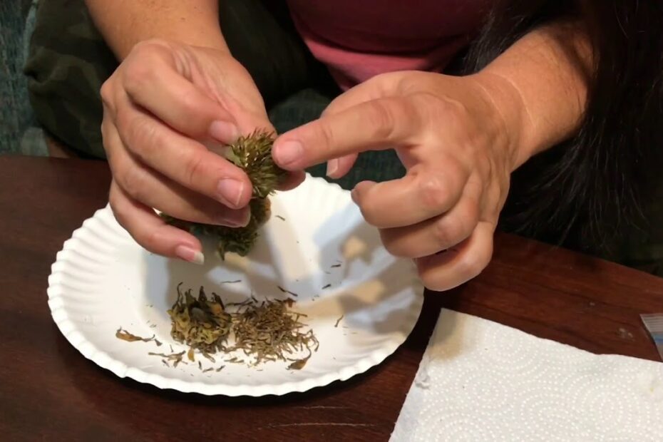 how to harvest mexican sunflower seeds