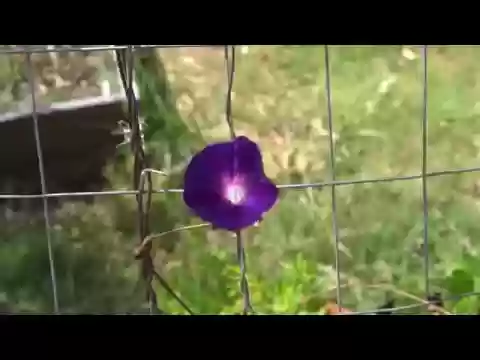 How to Harvest Morning Glory Seeds