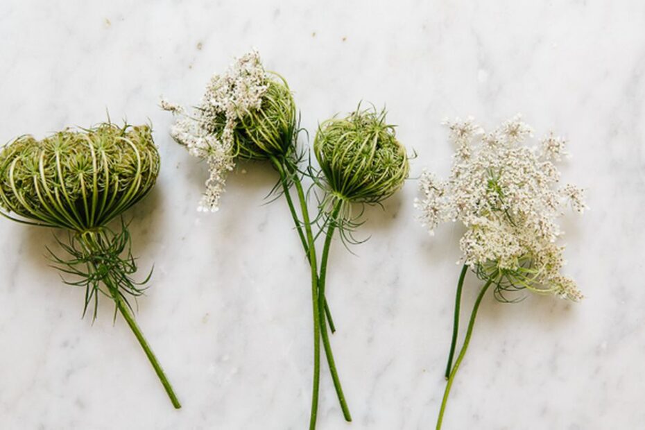 how to harvest queen annes lace seeds