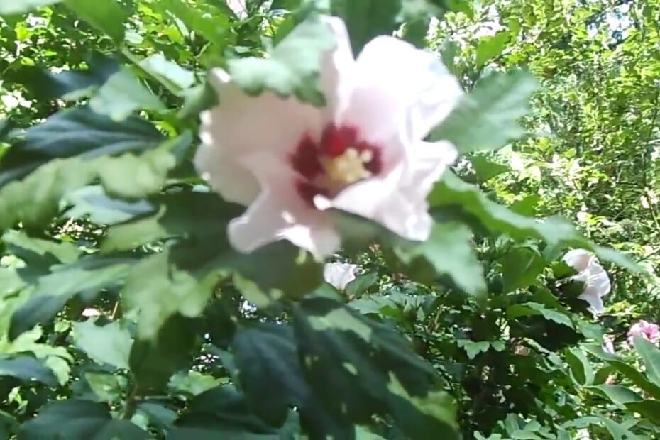 How to Harvest Rose of Sharon for Tea