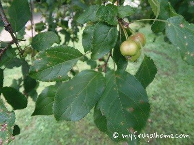 how to identify a crabapple tree