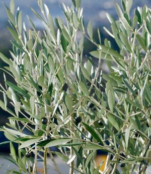 How to Identify Olive Trees