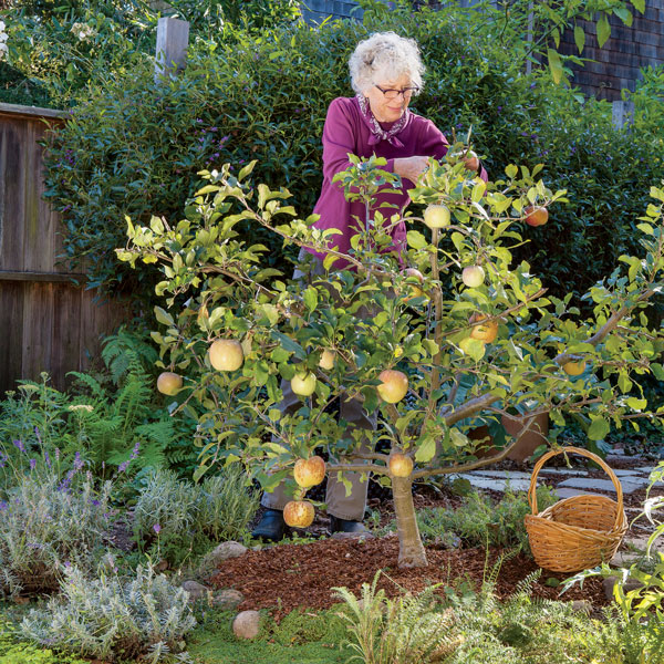 how to keep a fruit tree small