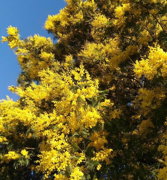 How to Keep a Mimosa Tree Small