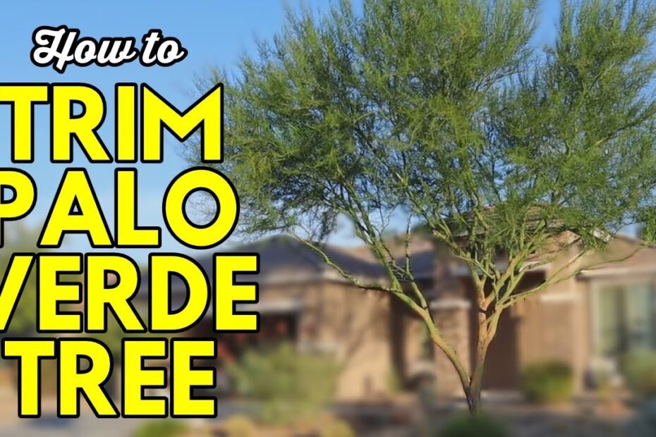 How to Keep a Palo Verde Tree Small