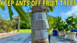 how to keep ants off fruit trees