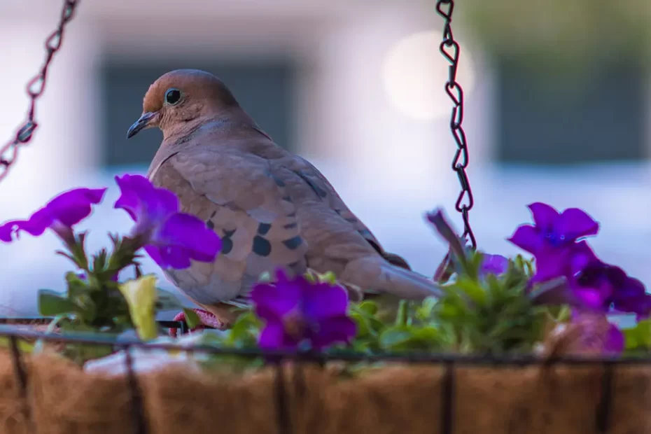 How to Keep Birds Away from Hanging Plants