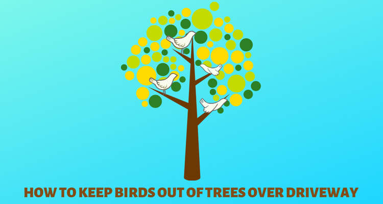 How to Keep Birds from Roosting in Trees at Night