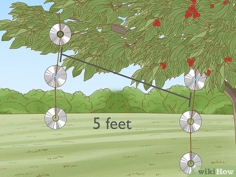 How to Keep Birds Out of a Cherry Tree