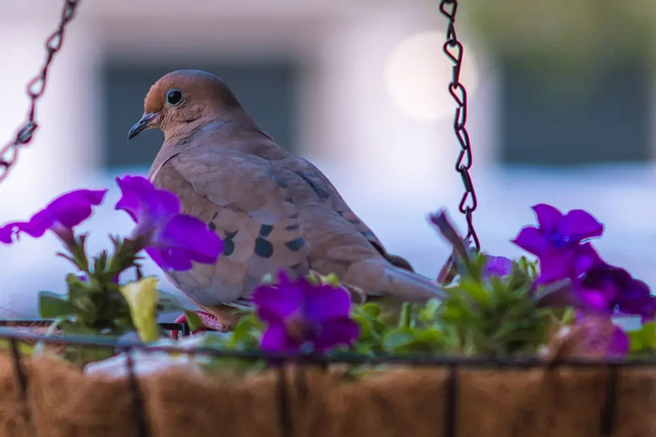 How to Keep Birds Out of Potted Plants