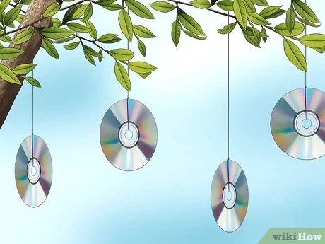 How to Keep Birds Out of Trees at Night