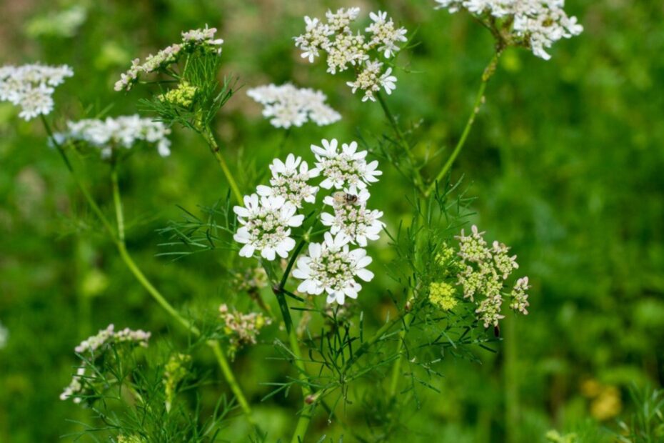 How to Keep Cilantro from Flowering