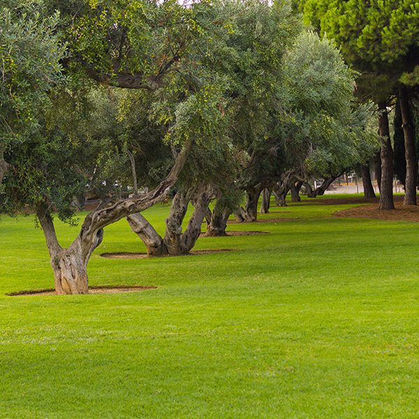 how to keep grass and weeds from growing around trees