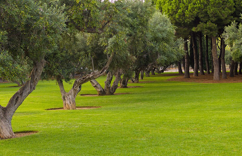 how to keep grass and weeds from growing around trees