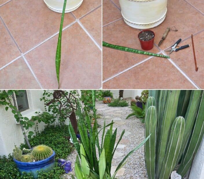 how to keep snake plant upright