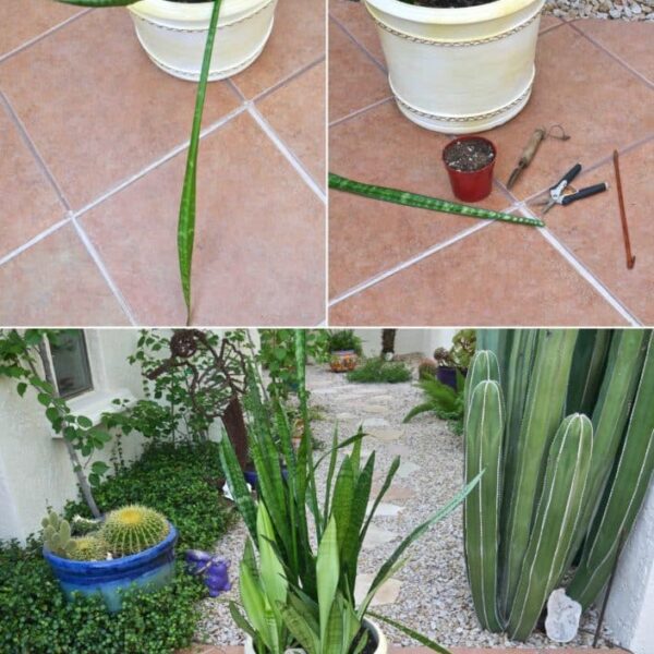 how to keep snake plants upright