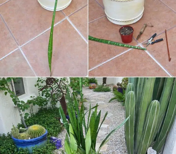 How to Keep Snake Plants Upright