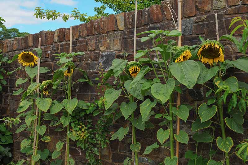 how to keep sunflowers from falling over