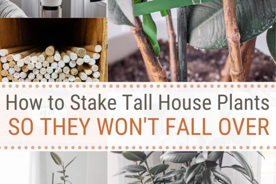 How to Keep Tall Potted Plants from Falling Over