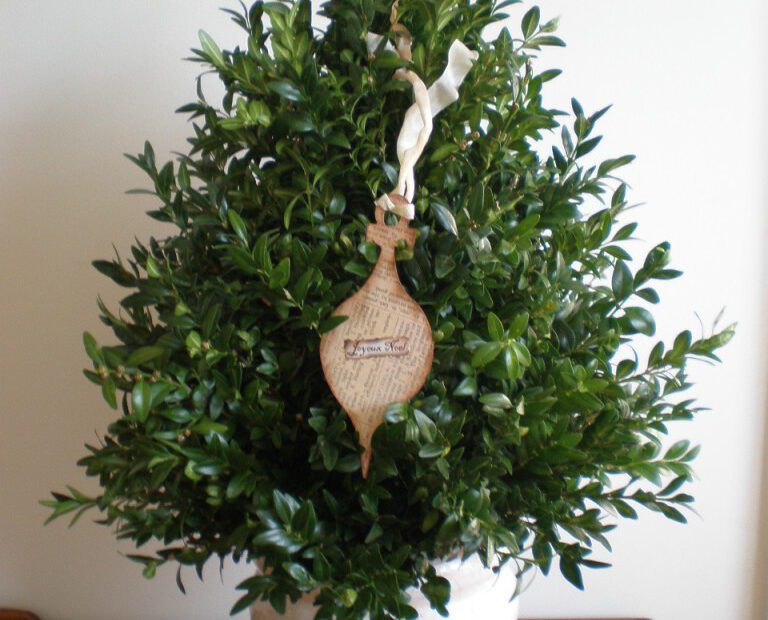 How to Make a Boxwood Tree