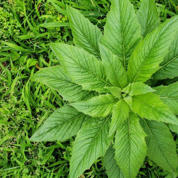 how to make burnweed oil