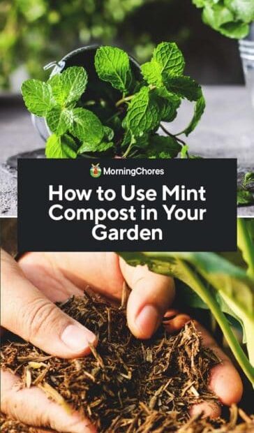 how to make mint compost