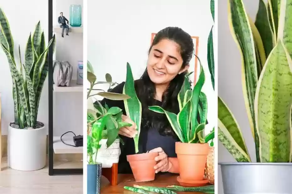 How to Make Snake Plant Grow Taller