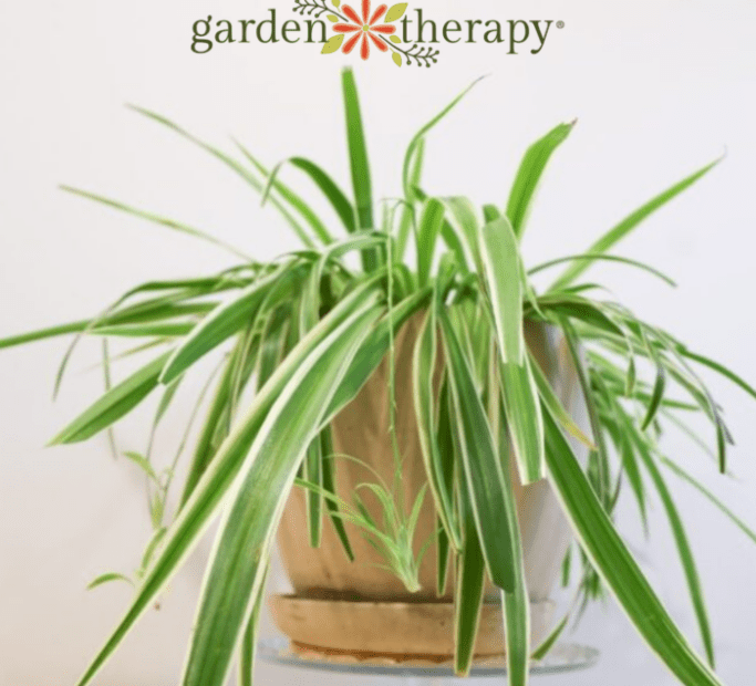 how to make spider plant bushy