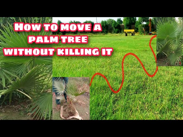 How to Move a Palm Tree Without Killing it