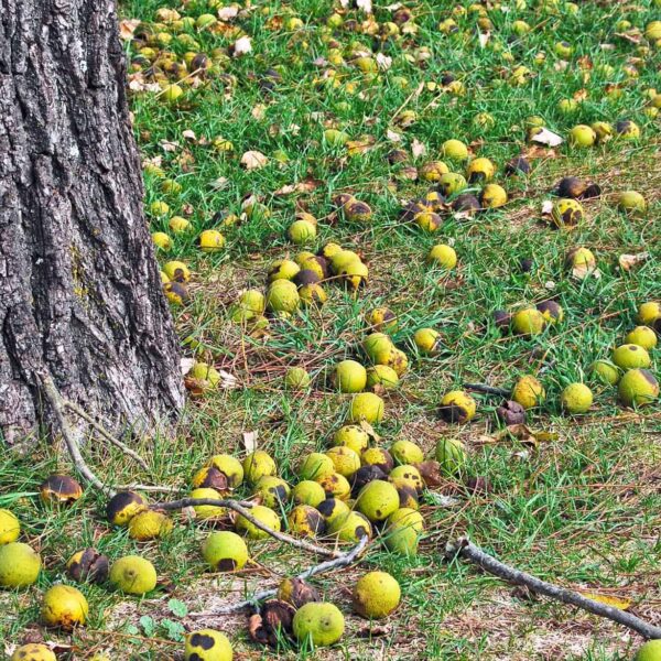 how to neuter a walnut tree