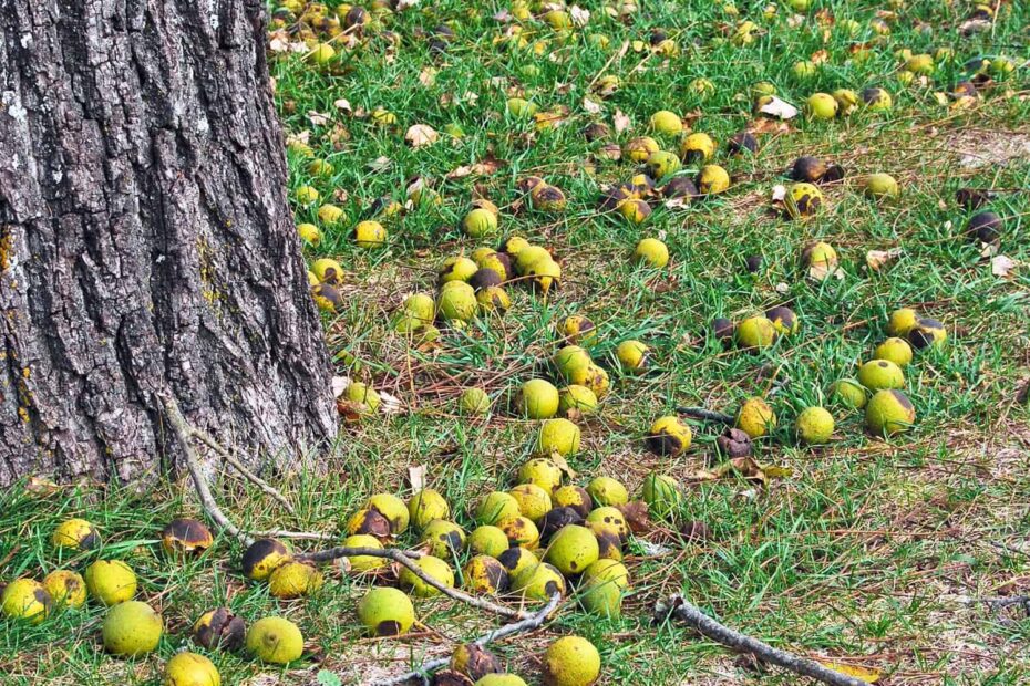 how to neuter a walnut tree