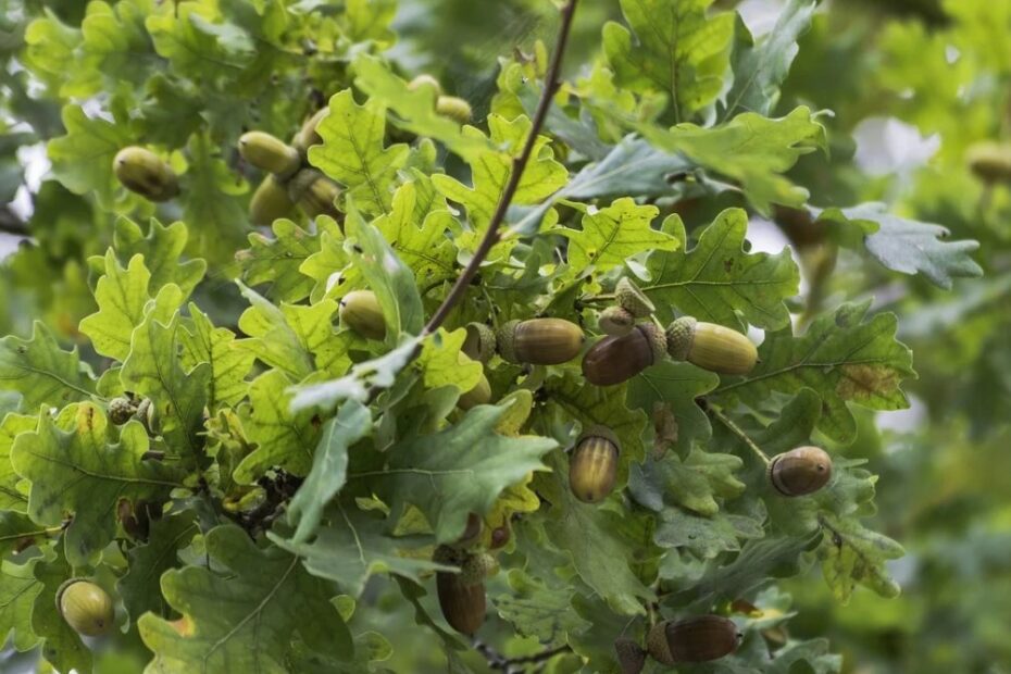 How to Neuter an Oak Tree