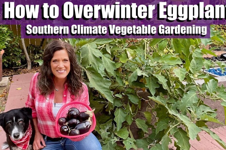 How to Overwinter Eggplant