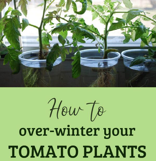 How to Overwinter Tomato Plants