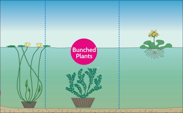 How to Oxygenate Water for Plants