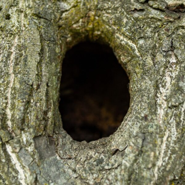 how to patch a hole in a tree trunk