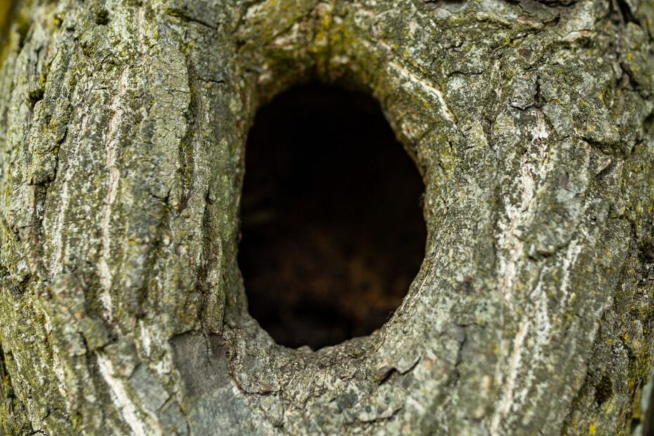 how to patch a hole in a tree trunk