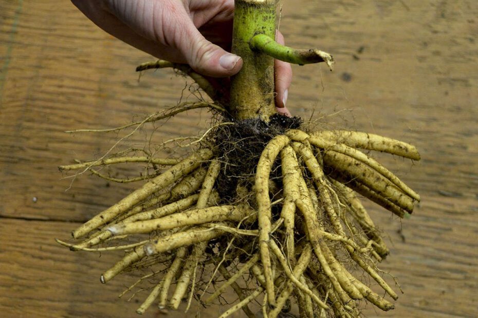 How to Plant Bare Root Hibiscus