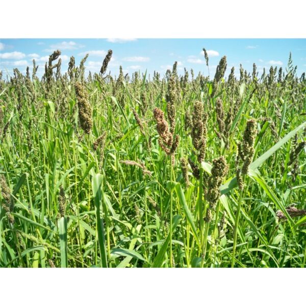 how to plant brown top millet