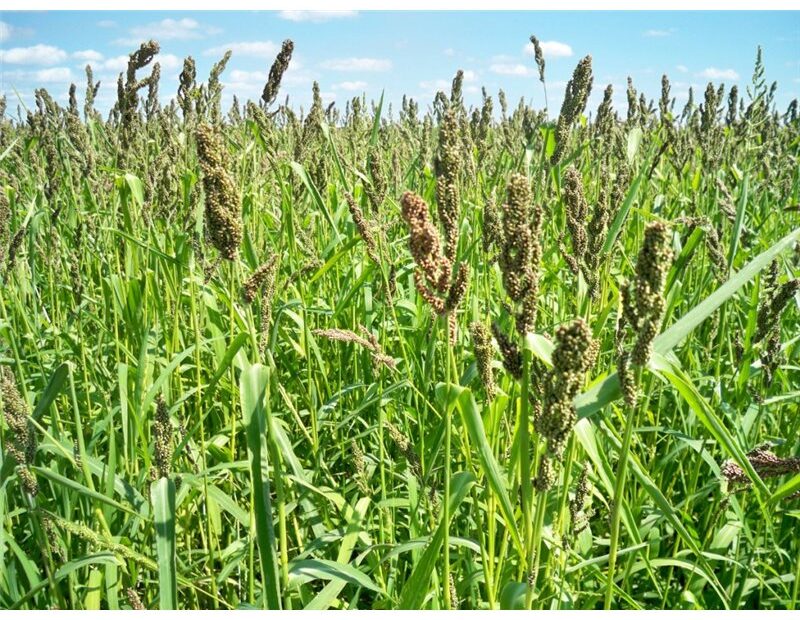 how to plant brown top millet