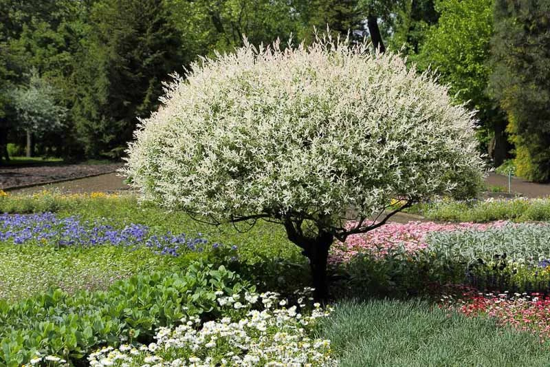 how to plant hakuro nishiki willow