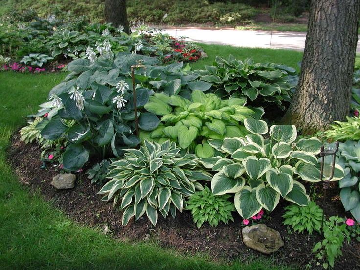 How to Plant Hostas Around a Tree