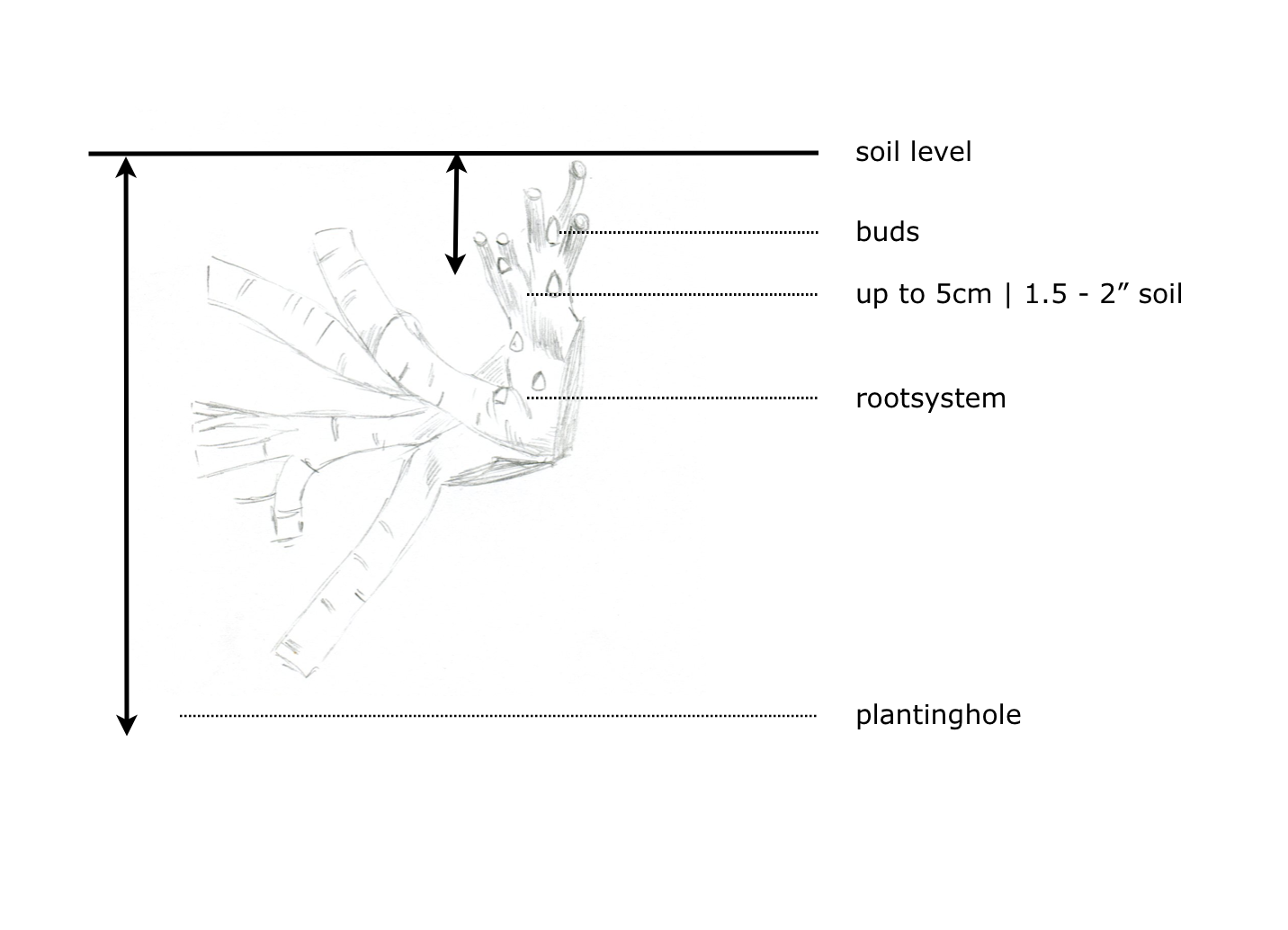 How to Plant Itoh Peony