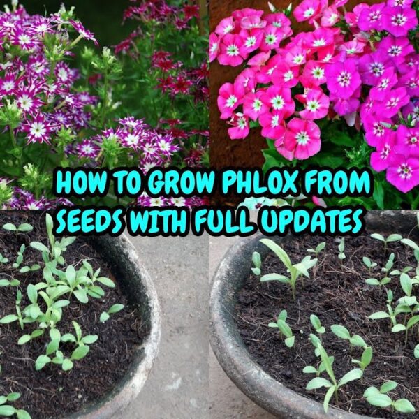 how to plant phlox seeds