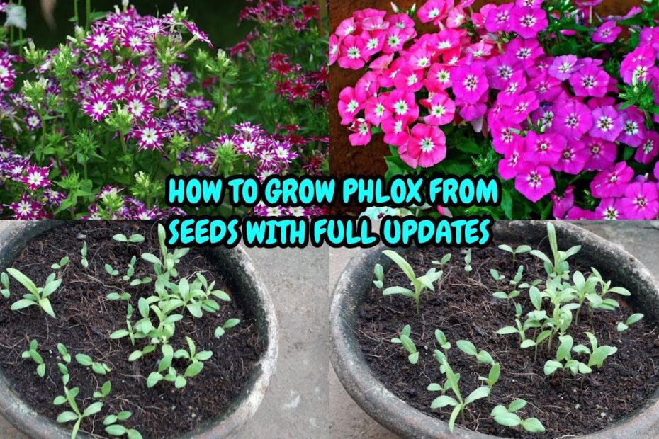 how to plant phlox seeds