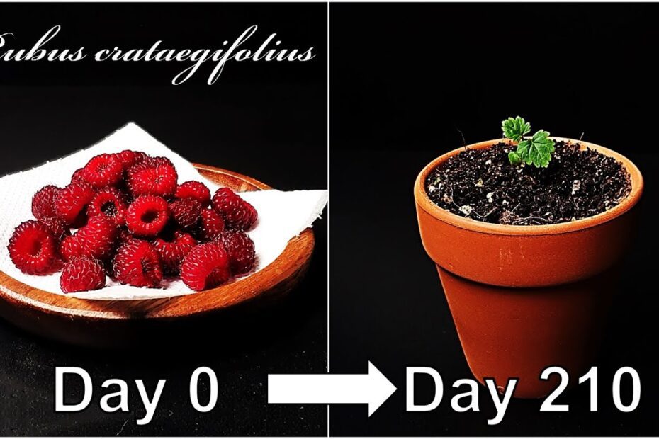 how to plant raspberries from seeds