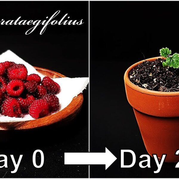 how to plant raspberry seeds