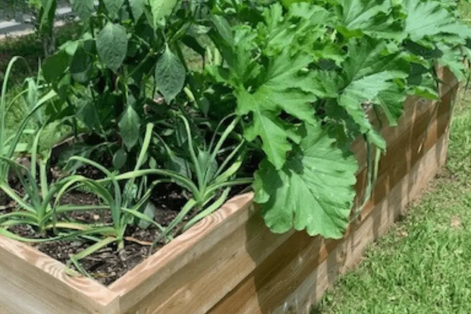 how-to-plant-squash-in-a-raised-bed