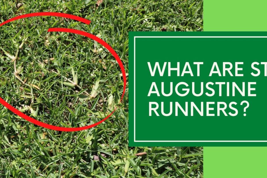 how to plant st augustine runners